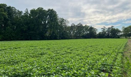 Photo #2 of LOT 22C BULLBEGGAR RD, WITHAMS, VA 1.2 acres