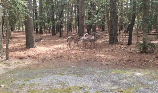 Wildlife on the property