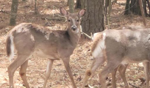 Wildlife on the property