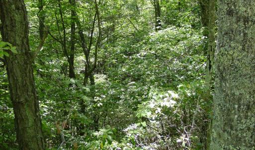 Photo #4 of TBD HIGH VALLEY SOUTH, MONTEREY, VA 5.0 acres