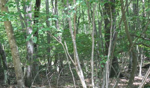 Photo #3 of TBD HIGH VALLEY SOUTH, MONTEREY, VA 5.0 acres