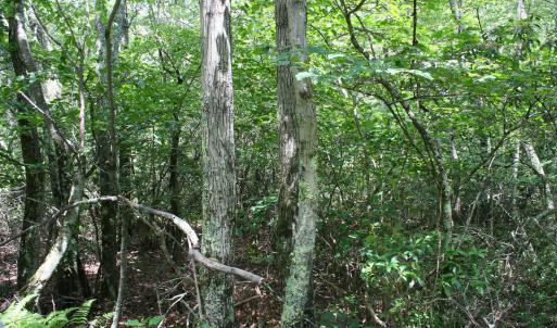 Photo #5 of TBD Summit Dr. SUMMIT DR, MONTEREY, VA 6.8 acres