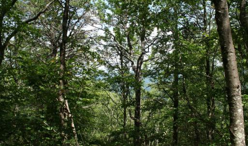 Photo #2 of TBD Summit Dr. SUMMIT DR, MONTEREY, VA 6.8 acres