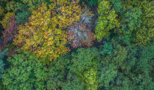 Photo #23 of TBD WHIPPOORWILL LN, MONTEREY, VA 38.8 acres