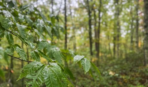 Photo #27 of TBD WHIPPOORWILL LN, MONTEREY, VA 38.8 acres