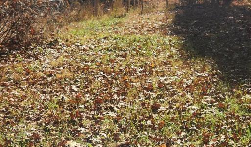 Photo #16 of 46 & 58 HOWDYSHELL LN, SWOOPE, VA 6.7 acres