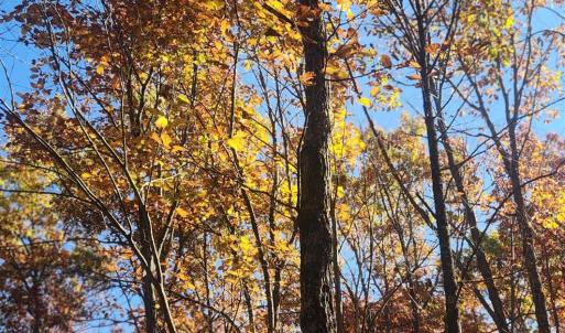 Photo #14 of 46 & 58 HOWDYSHELL LN, SWOOPE, VA 6.7 acres