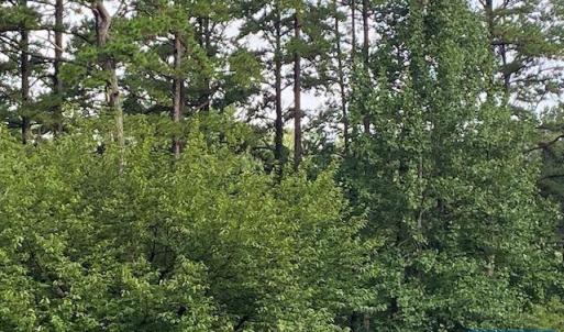 Photo #4 of 2029 SPOTTSWOOD RD, CHARLOTTESVILLE, VA 0.5 acres