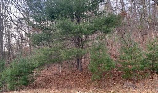 Photo #8 of TBD LOWER BACK CREEK RD, MONTEREY, VA 26.3 acres