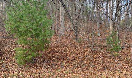 Photo #4 of TBD LOWER BACK CREEK RD, MONTEREY, VA 26.3 acres