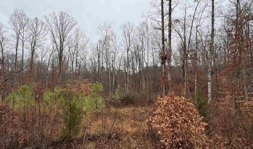 Photo #8 of 6872 JAMES ANDERSON HWY, GLADSTONE, VA 5.2 acres