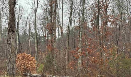 Photo #12 of 6872 JAMES ANDERSON HWY, GLADSTONE, VA 5.2 acres