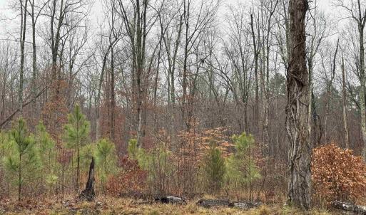Photo #13 of 6872 JAMES ANDERSON HWY, GLADSTONE, VA 5.2 acres