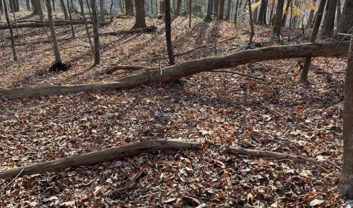 Photo #1 of MONACAN TRAIL RD, COVESVILLE, VA 24.0 acres