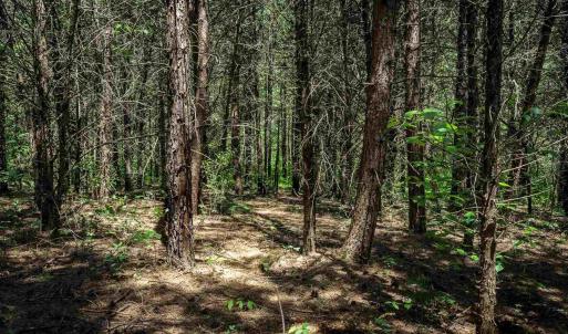 Photo #9 of 1245 CARPENTERS MILL RD, RUCKERSVILLE, VA 24.8 acres