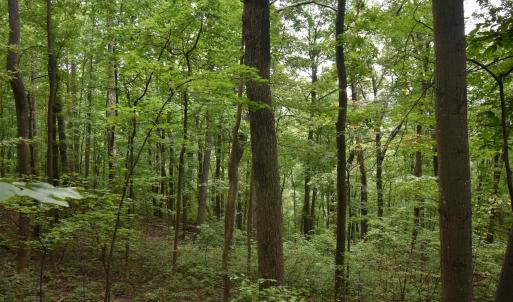 Photo #14 of 12 OLD MOUNTAIN RD, STANARDSVILLE, VA 5.6 acres