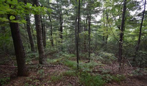 Photo #24 of 12 OLD MOUNTAIN RD, STANARDSVILLE, VA 5.6 acres