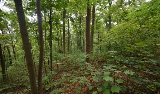 Photo #15 of 12 OLD MOUNTAIN RD, STANARDSVILLE, VA 5.6 acres