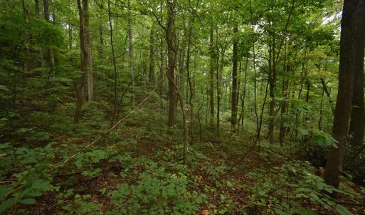 Photo #8 of 12 OLD MOUNTAIN RD, STANARDSVILLE, VA 5.6 acres