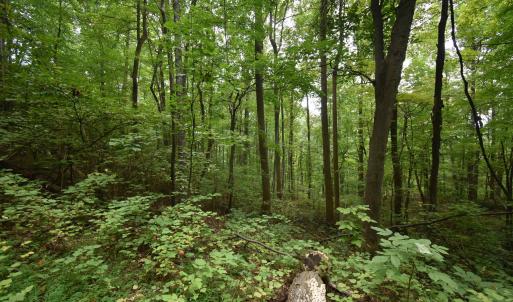 Photo #7 of 12 OLD MOUNTAIN RD, STANARDSVILLE, VA 5.6 acres