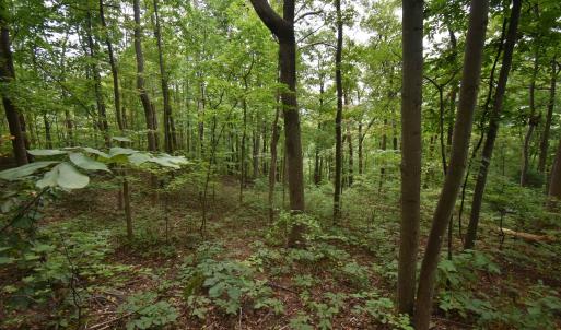 Photo #13 of 12 OLD MOUNTAIN RD, STANARDSVILLE, VA 5.6 acres