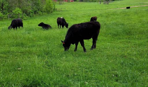 Photo #3 of FARMVIEW RD, STANARDSVILLE, VA 2.2 acres