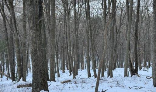 Photo #37 of CHURCH MOUNTAIN LN, FULKS RUN, VA 289.0 acres