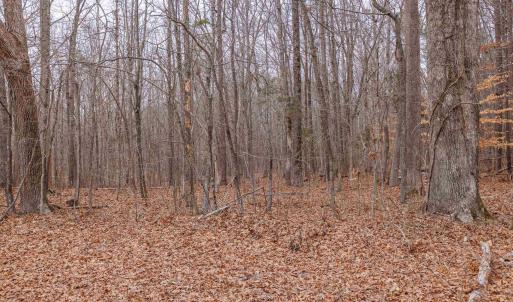 Photo #28 of Lot 2 PINEY GREEN RD, CREWE, VA 12.8 acres