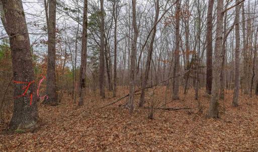 Photo #24 of Lot 3 PINEY GREEN RD, CREWE, VA 9.1 acres