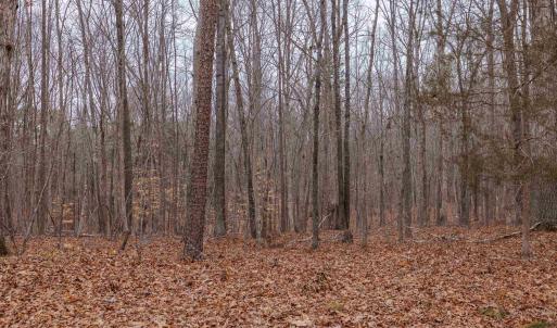 Photo #27 of Lot 3 PINEY GREEN RD, CREWE, VA 9.1 acres