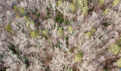 Photo #10 of 20602 BEAVERDAM RD, BEAVERDAM, VA 87.5 acres