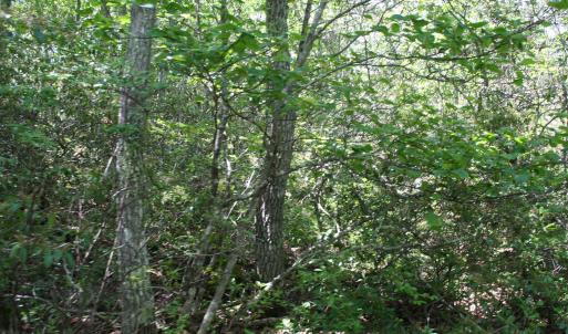 Photo #1 of TBD HIGH VALLEY NORTH, MONTEREY, VA 5.0 acres