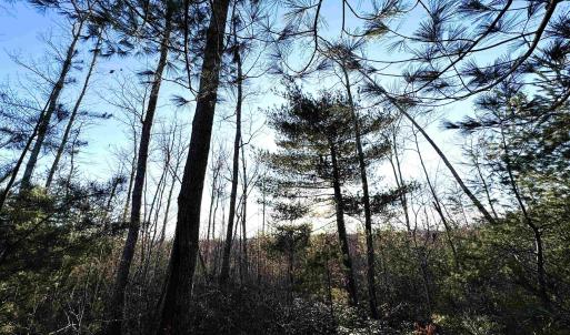 Photo #16 of 23-51 ID HOOVER RD, DUET, VA 30.3 acres