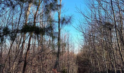 Photo #8 of 23-51 ID HOOVER RD, DUET, VA 30.3 acres