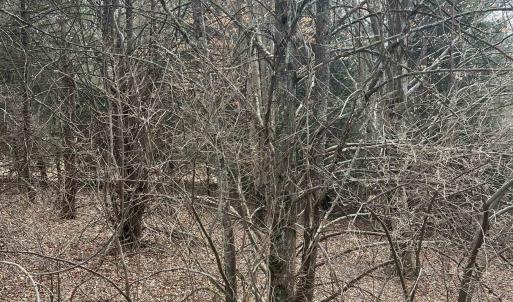 Photo #2 of TBd COLD SPRINGS RD, RAPHINE, VA 11.9 acres