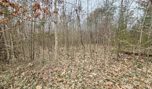 Photo #3 of TBD EVANS MILLS RD, DILLWYN, VA 7.8 acres