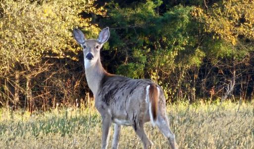 Photo #20 of Lot 5 BERRY FARM RD, STAUNTON, VA 5.8 acres