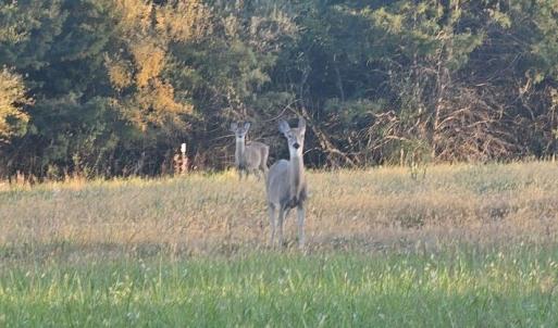 Photo #19 of Lot 5 BERRY FARM RD, STAUNTON, VA 5.8 acres
