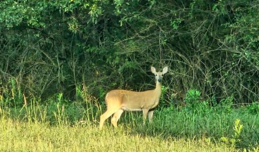 Photo #3 of Lot 5 BERRY FARM RD, STAUNTON, VA 5.8 acres