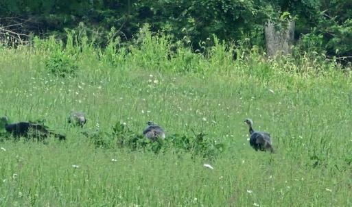 Photo #6 of Lot 5 BERRY FARM RD, STAUNTON, VA 5.8 acres