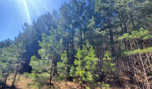 Photo #19 of 357 ac RENAN RD, GRETNA, VA 357.5 acres