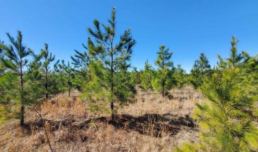 Photo #21 of 357 ac RENAN RD, GRETNA, VA 357.5 acres