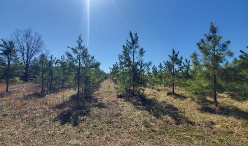 Photo #18 of 357 ac RENAN RD, GRETNA, VA 357.5 acres