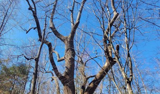 Photo #23 of 357 ac RENAN RD, GRETNA, VA 357.5 acres