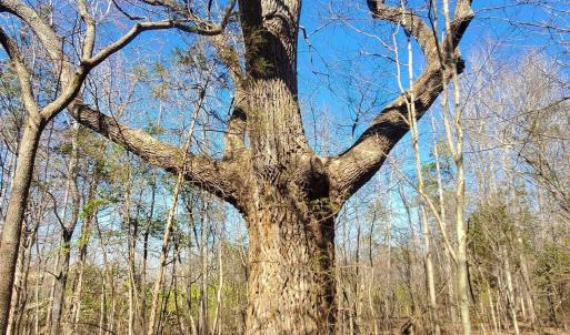 Photo #22 of 357 ac RENAN RD, GRETNA, VA 357.5 acres