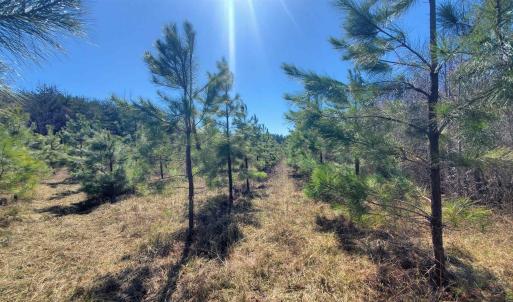 Photo #20 of 357 ac RENAN RD, GRETNA, VA 357.5 acres
