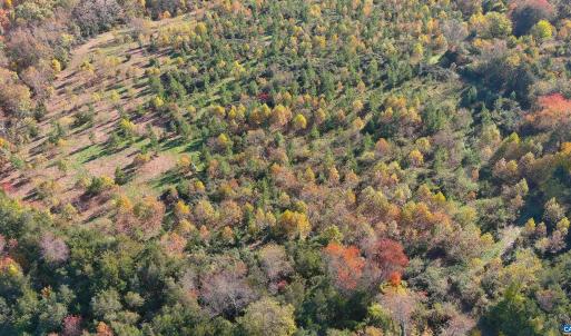 Photo #6 of TBD OLD BARBOURSVILLE RD, GORDONSVILLE, VA 135.8 acres