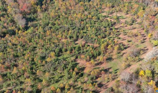 Photo #3 of TBD OLD BARBOURSVILLE RD, GORDONSVILLE, VA 135.8 acres