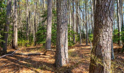 Photo #14 of FOX POINT RD, REEDVILLE, VA 58.4 acres