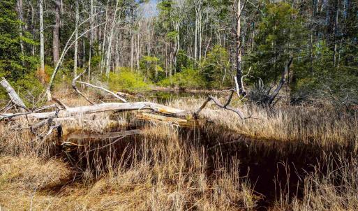 Photo #21 of FOX POINT RD, REEDVILLE, VA 58.4 acres